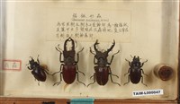 鋸鍬形蟲(病蟲害)藏品圖，第1張